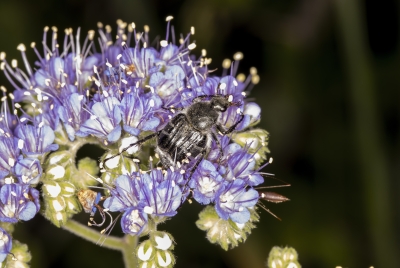 Flower Scarab Beetleb